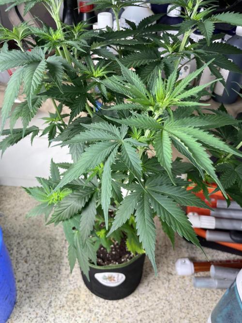 Northern lights. Week 6