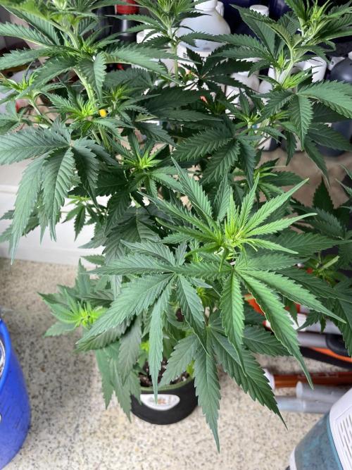 Northern lights. Week 6