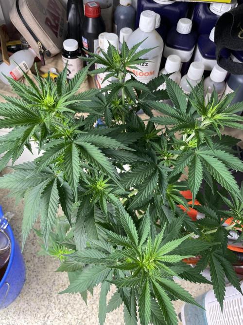 Northern lights. Week 6