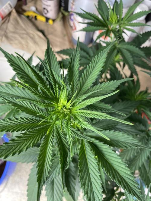 Northern lights. Week 6