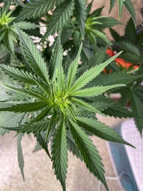 Northern lights. Week 6