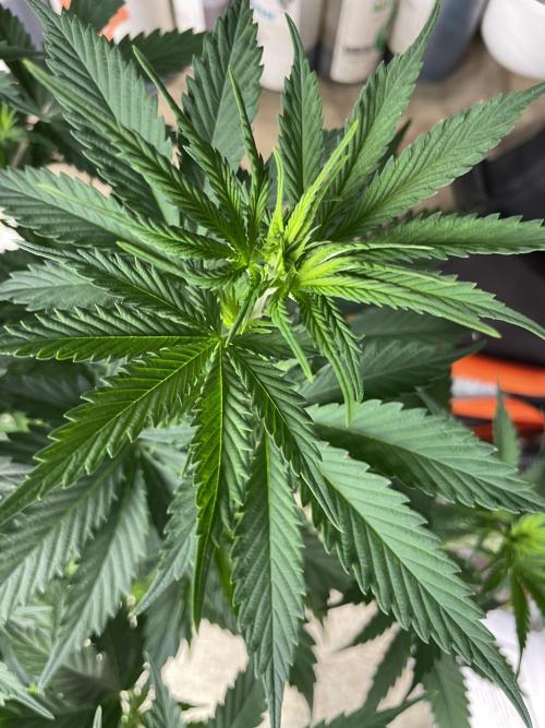 Northern lights. Week 6