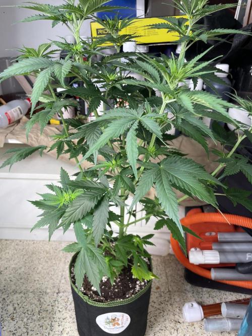 Northern lights. Week 6