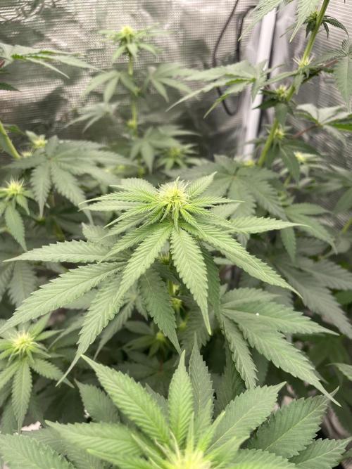 Mexican rush. Week 8