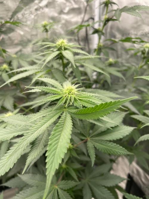 Mexican rush. Week 8