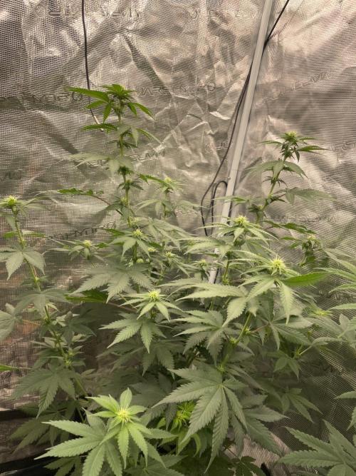 Mexican rush. Week 8