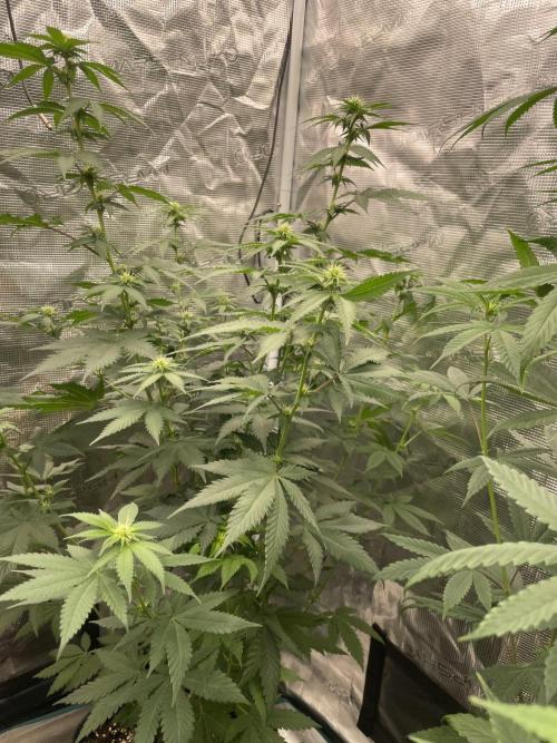 Mexican rush. Week 8