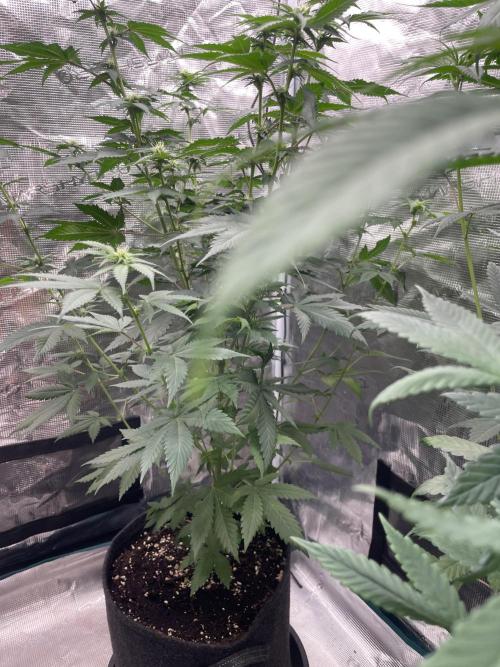 Mexican rush. Week 8