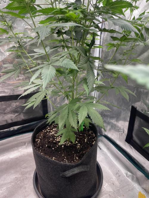 Mexican rush. Week 8