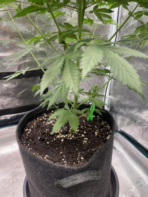 Mexican rush. Week 8
