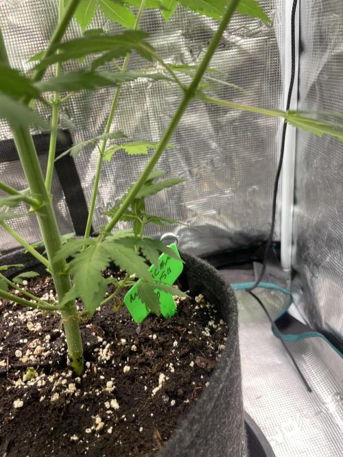 Mexican rush. Week 8