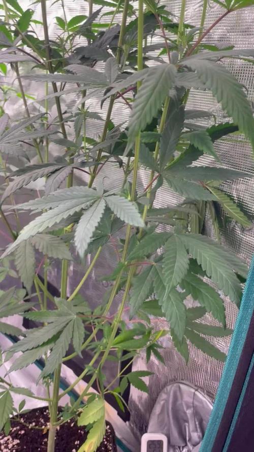 C.C.G / O.S.S Grow Event Poison cookies