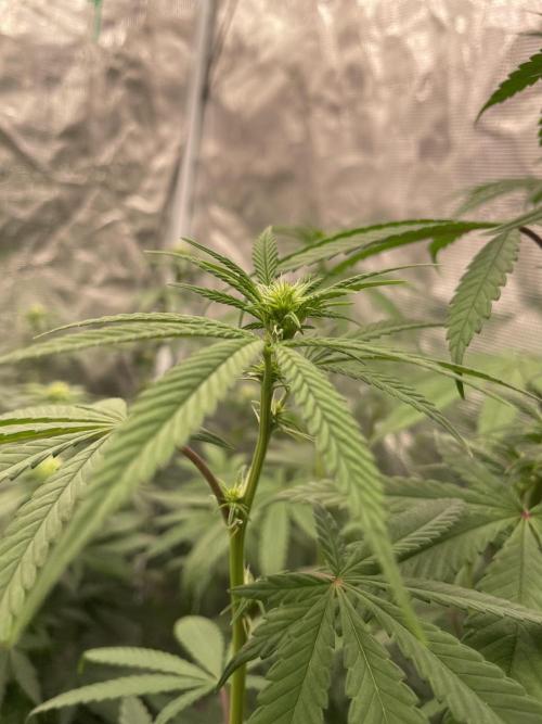 C.C.G / O.S.S Grow Event Poison cookies. Week 9