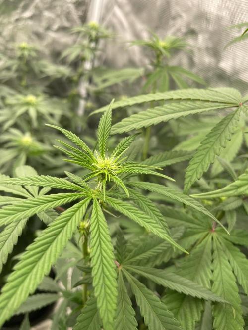 C.C.G / O.S.S Grow Event Poison cookies. Week 9
