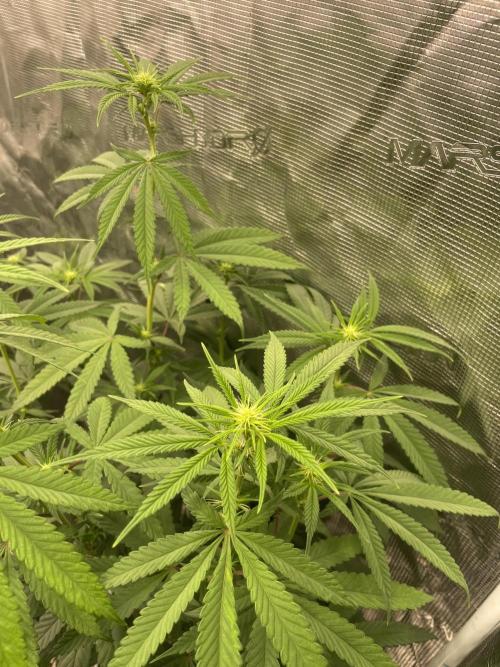C.C.G / O.S.S Grow Event Poison cookies. Week 9