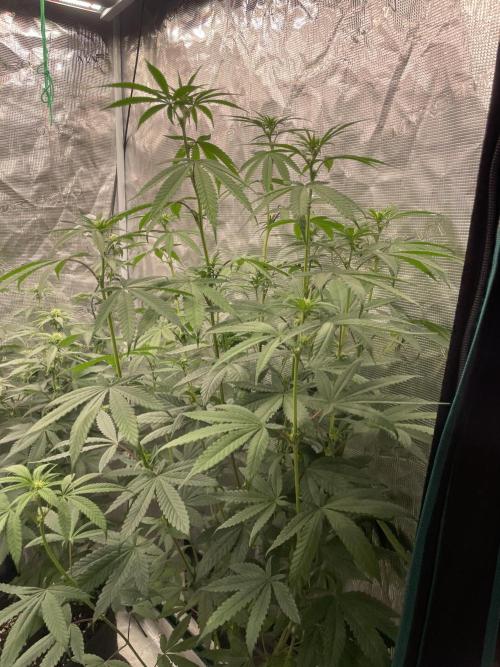 C.C.G / O.S.S Grow Event Poison cookies. Week 9