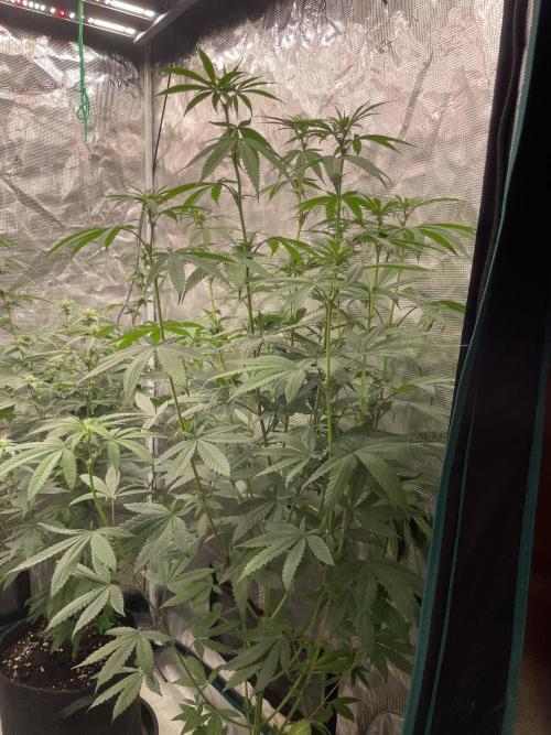 C.C.G / O.S.S Grow Event Poison cookies. Week 9