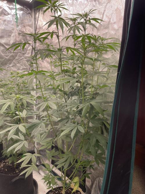 C.C.G / O.S.S Grow Event Poison cookies. Week 9