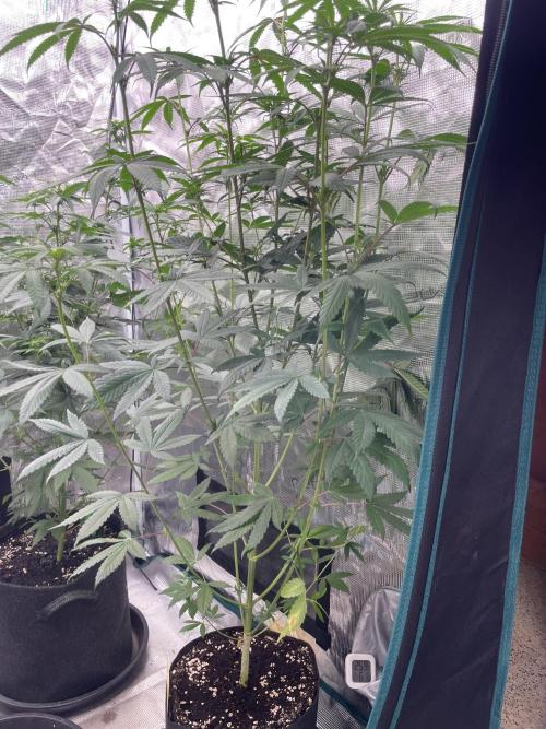 C.C.G / O.S.S Grow Event Poison cookies. Week 9