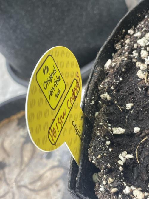 C.C.G / O.S.S Grow Event Poison cookies. Week 9