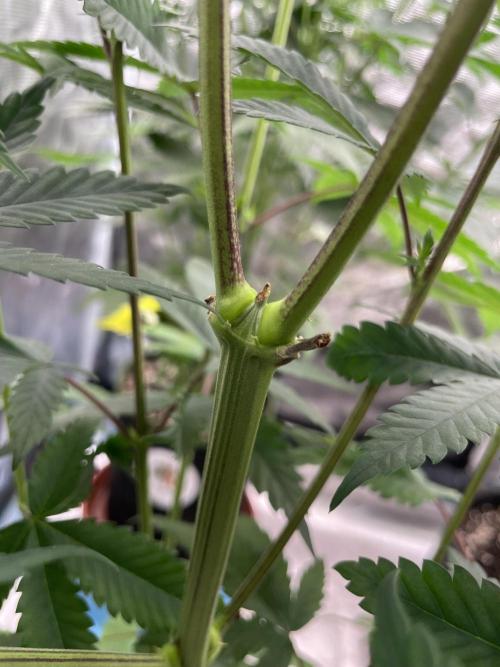 C.C.G / O.S.S Grow Event Citrus Slurp. Week 9
