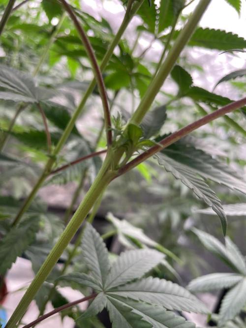 C.C.G / O.S.S Grow Event Citrus Slurp. Week 9