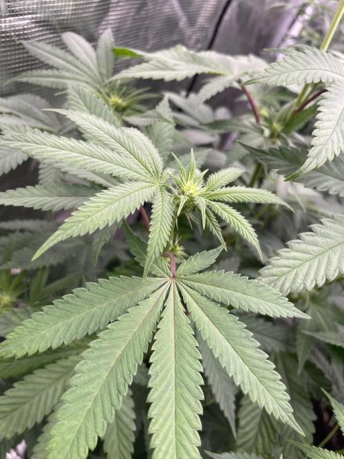 C.C.G / O.S.S Grow Event Citrus Slurp. Week 9
