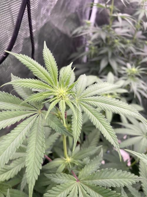 C.C.G / O.S.S Grow Event Citrus Slurp. Week 9