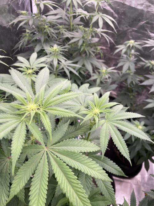 C.C.G / O.S.S Grow Event Citrus Slurp. Week 9