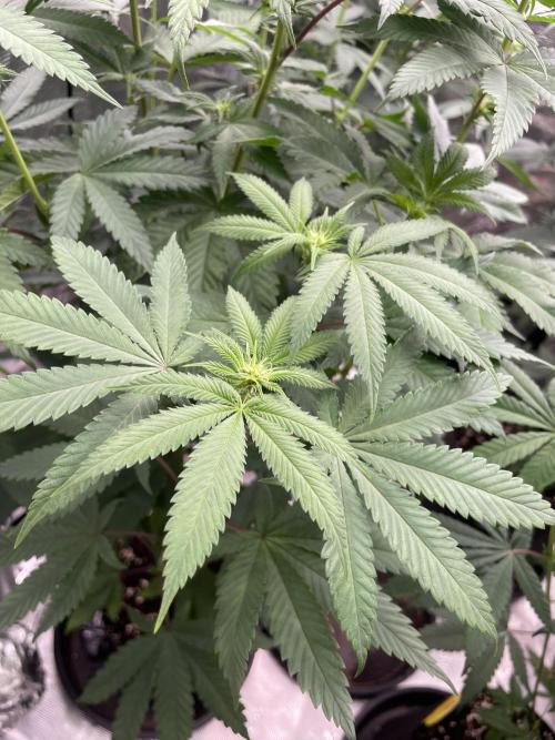 C.C.G / O.S.S Grow Event Citrus Slurp. Week 9