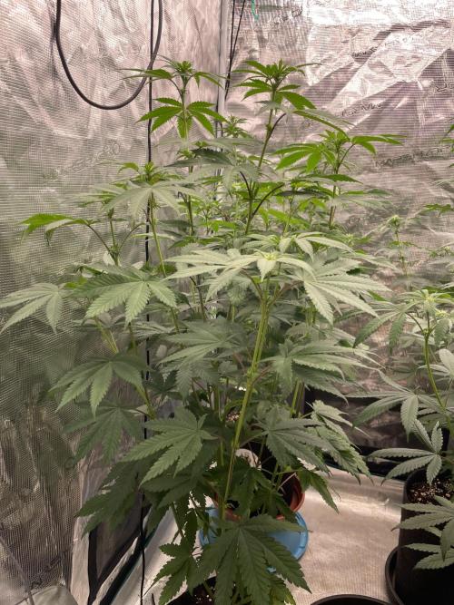 C.C.G / O.S.S Grow Event Citrus Slurp. Week 9