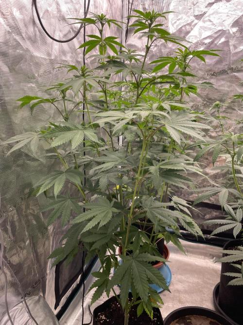C.C.G / O.S.S Grow Event Citrus Slurp. Week 9