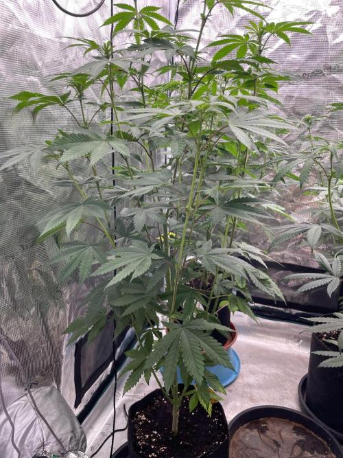 C.C.G / O.S.S Grow Event Citrus Slurp. Week 9