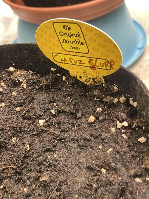 C.C.G / O.S.S Grow Event Citrus Slurp. Week 9