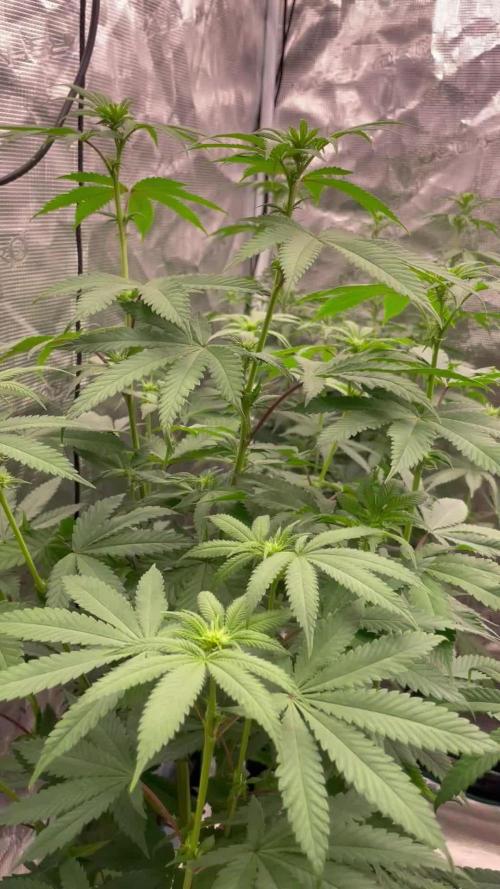 C.C.G / O.S.S Grow Event Citrus Slurp