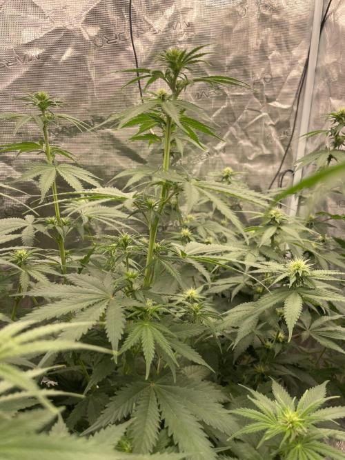 Northern lights. Week 8