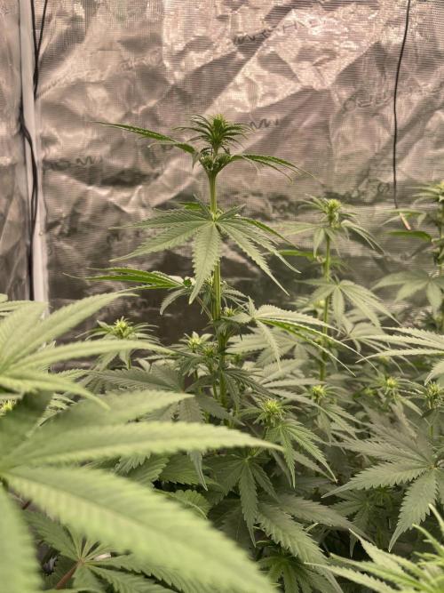 Northern lights. Week 8