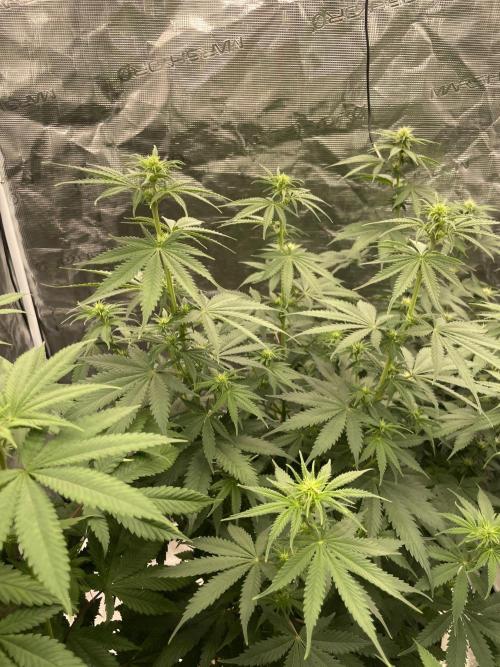Northern lights. Week 8