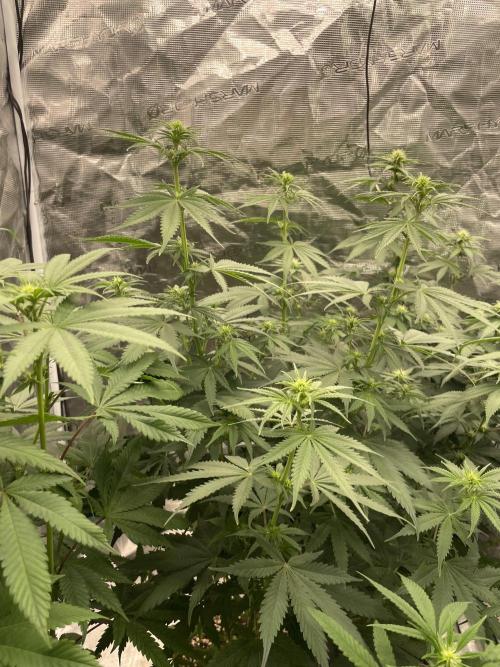Northern lights. Week 8