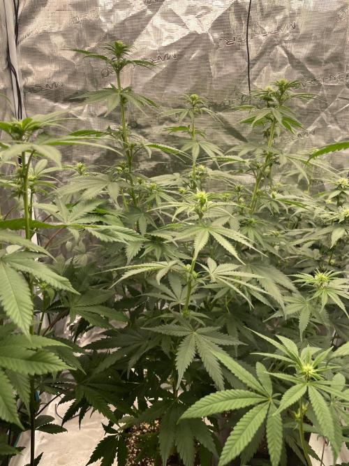 Northern lights. Week 8