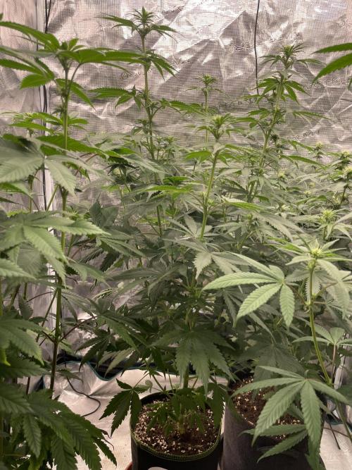 Northern lights. Week 8