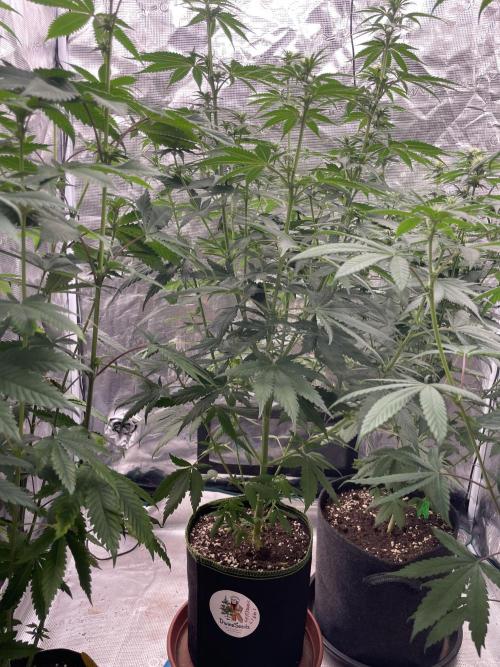 Northern lights. Week 8