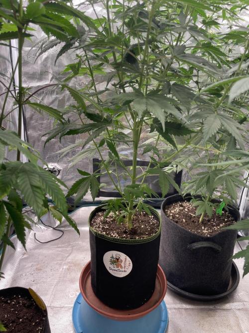 Northern lights. Week 8