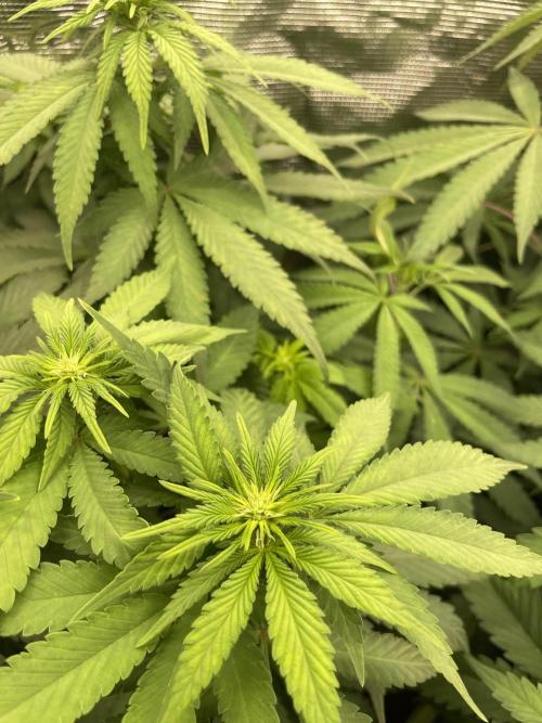 Blueberry. Week 8