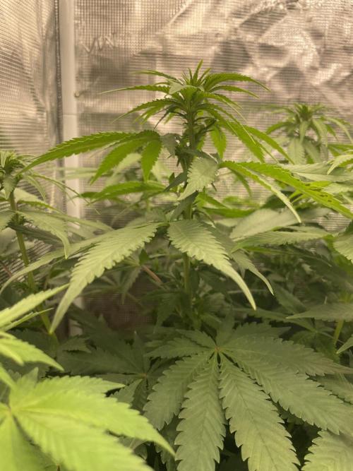 Blueberry. Week 8