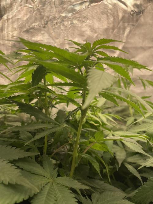 Blueberry. Week 8