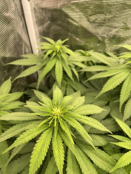 Blueberry. Week 8