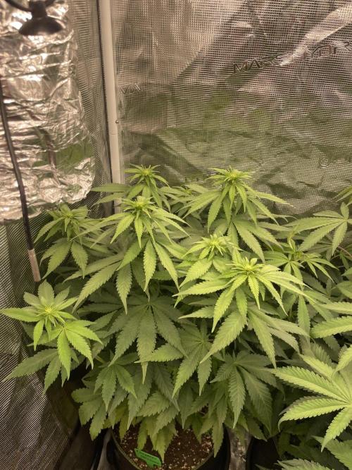 Blueberry. Week 8