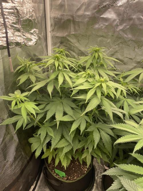 Blueberry. Week 8