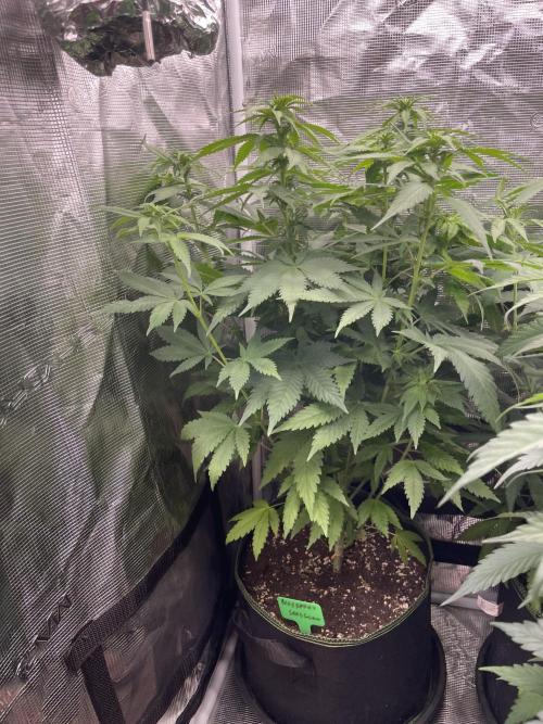 Blueberry. Week 8